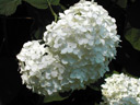 White Flowers #2