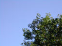 Blue Sky Tree