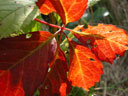 Crabtree - Leaves