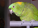 Polly - My friend's parrot