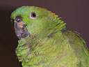 Polly - My friend's parrot