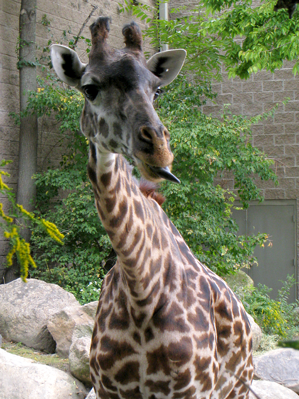 Giraffe at the Roger Williams Park Zoo