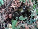 Baby Ducks #2