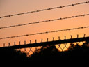 Barbed Wire